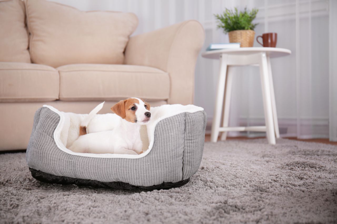 Jak zapewnić odpowiedni komfort naszemu psu?