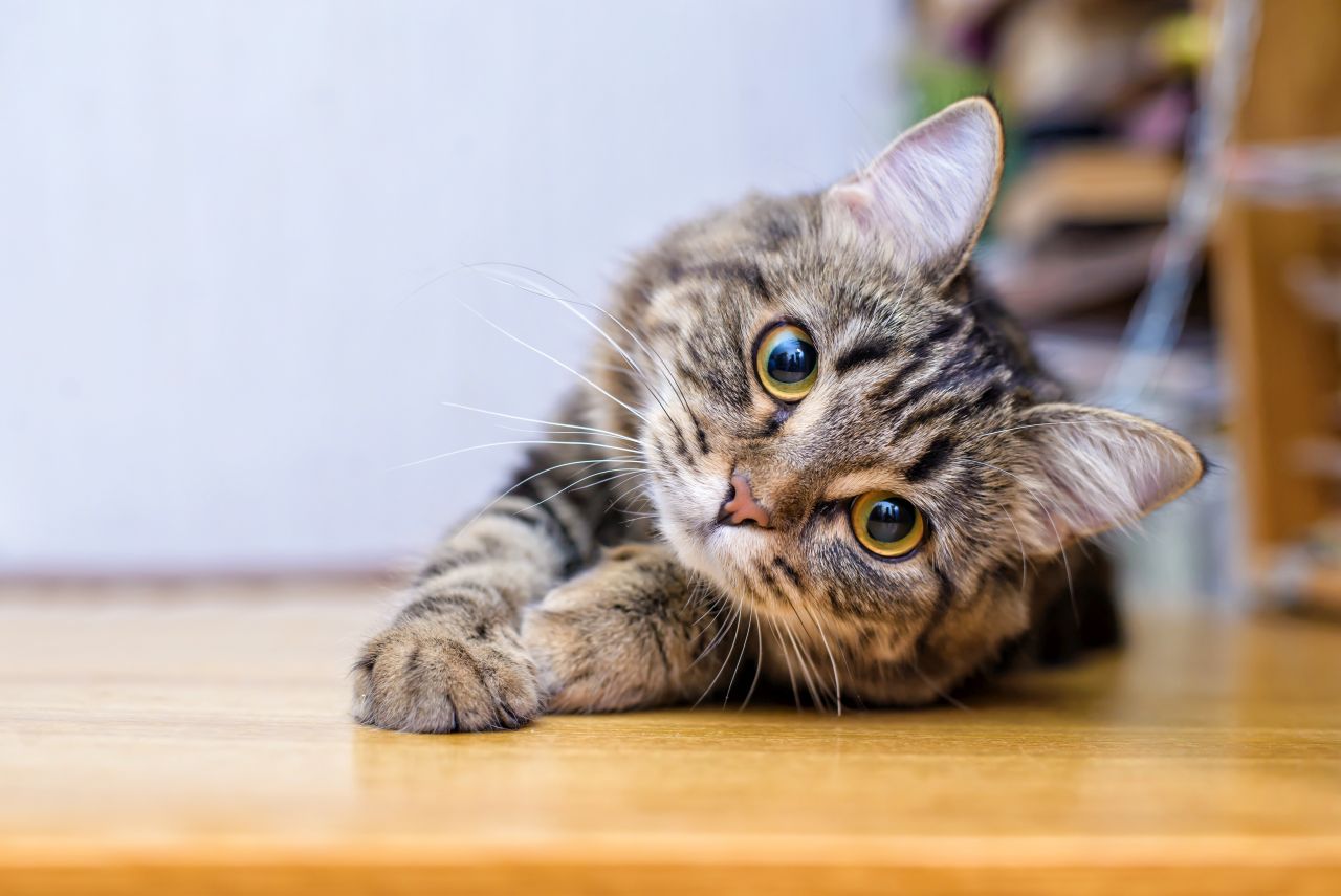 Wprowadzanie kolejnego kota do domu – co należy wiedzieć?