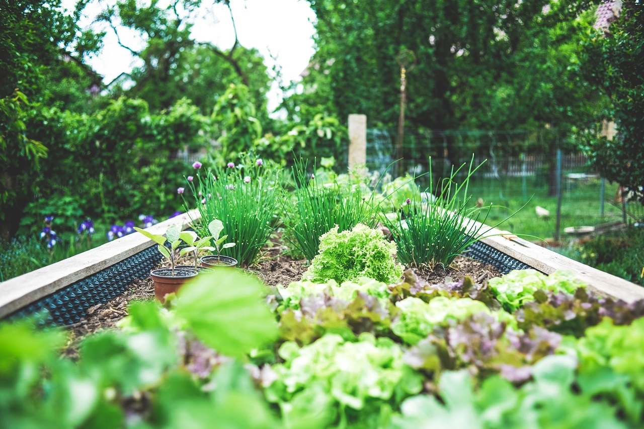 3 zasady, które pomogą Ci w uprawie roślin w swoim ogródku