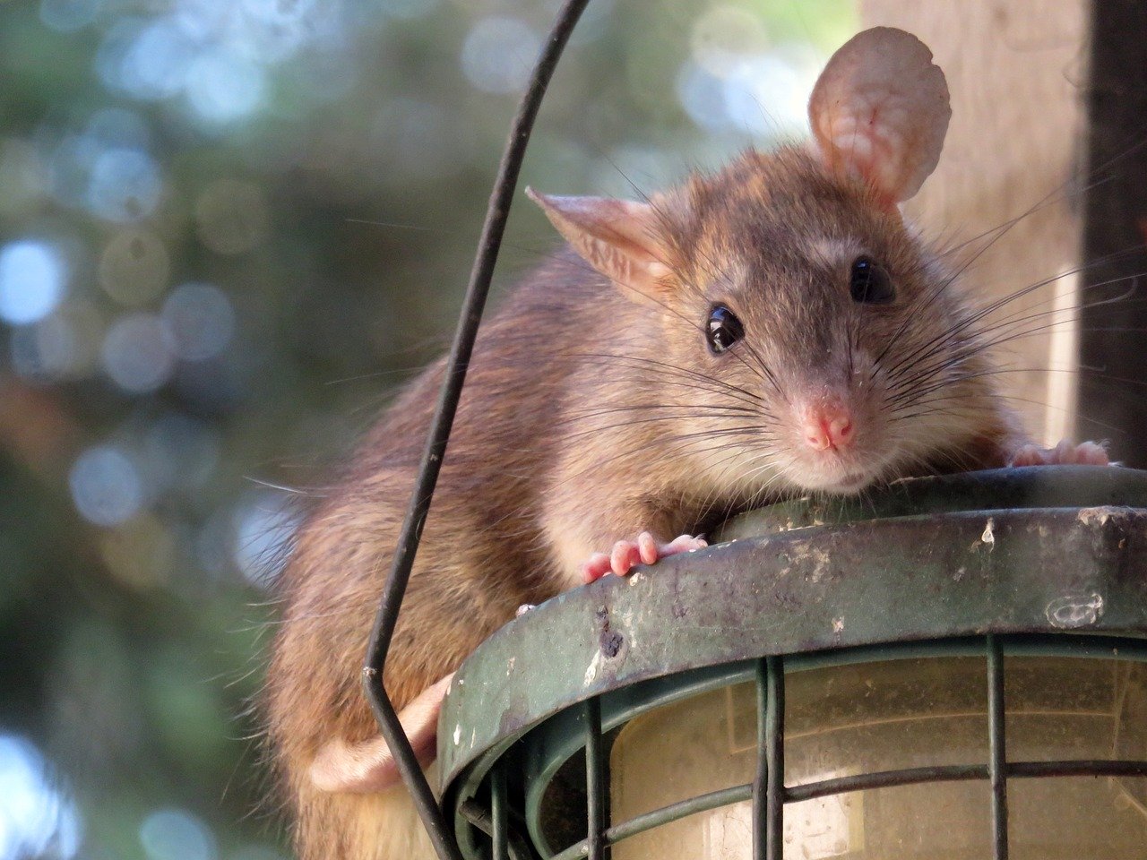 Co możemy zrobić ze szczurami na naszej posesji?